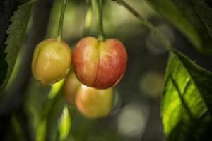 A close-up of unripe cherries on a tree in spring photo