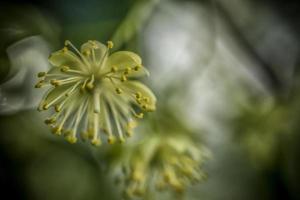 A close-up of a linden flower in spring photo