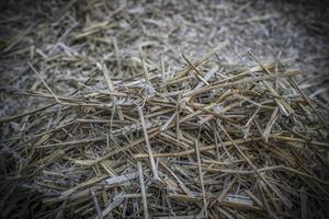 A closeup of a bunch of straw during holidays photo