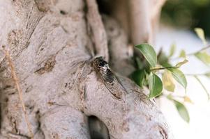 cicada insect bug photo