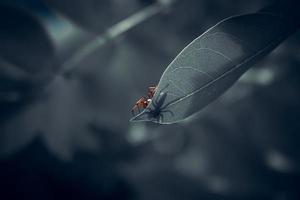 foto de primer plano de una pequeña araña con un concepto oscuro visto desde abajo y su cuerpo parece transparente debido a sus hojas delgadas, y los folículos de sus hojas son visibles.