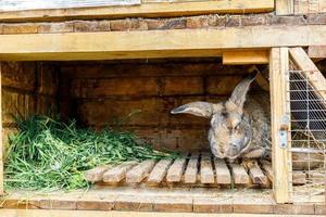 Small feeding brown rabbit chewing grass in rabbit-hutch on animal farm, barn ranch background. Bunny in hutch on natural eco farm. Modern animal livestock and ecological farming concept. photo