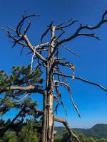 blue sky background, nature blue sky on the hill, forest hill nature landscape photo