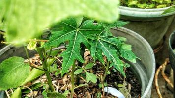 Green leaves in pots are very refreshing to the environmental theme photo