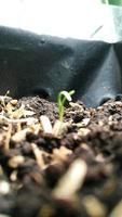 Blurred defocused sprout of plant and soil, plant seeding process photo