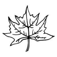 Maple leaf vector icon. Isolated illustration on a white background. Plant outline. Line art. Botanical sketch. Hand-drawn black doodle. Autumn element. Monochrome.