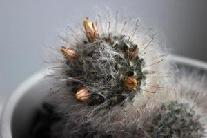 blooming cactus in a pot photo