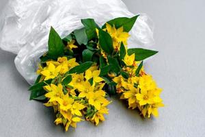 Bouquet of yellow flowers in a cellophane bag on gray background. The concept of environmental conservation, care for nature photo