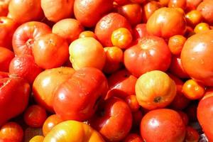 fresh red tomatoes with drops of water after washing photo