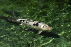 Japanese koi in the green pond. photo