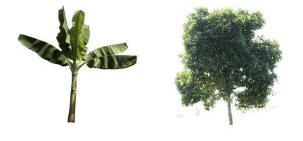 Trees isolated on white background, tropical trees, architecture. photo