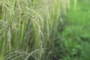 Golden Rice Ears in Rice Field. photo