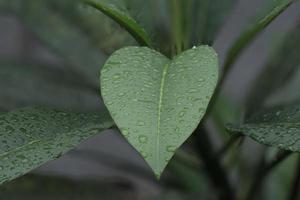 gota de agua sobre hojas de frangipani foto
