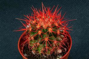 cactus de aguja roja sobre un fondo negro foto