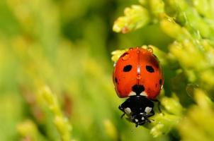 ladybug with raindrops photo