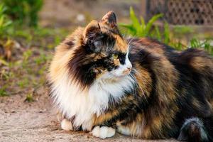 Fluffy domestic cat looks into the distance. photo