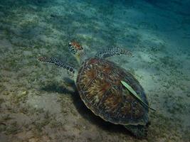 sea turtle with pilot fish