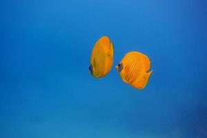 mask butterflyfish and blue water photo