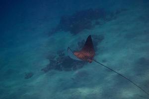 spotted eagle ray in egypt photo