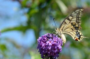 swallowtail sucks on lilac photo