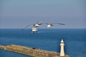 two gulls at lighthouse photo