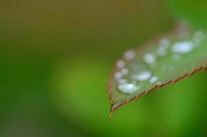 petal and border on green photo