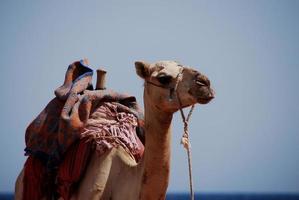 camello en la playa de vacaciones mirando foto