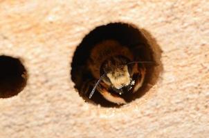 bee on opening of insect hotel photo