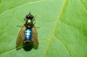 blue green fly on leaf photo