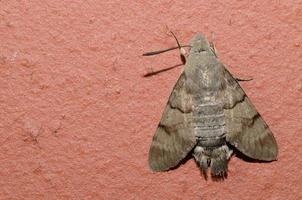 butterfly on wall photo