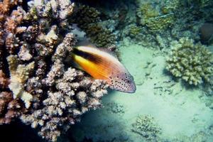 coral keeper in the sea photo