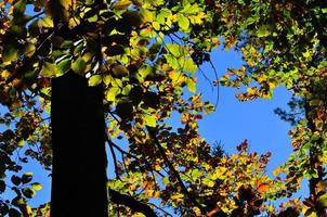 colorful leaves autumn photo