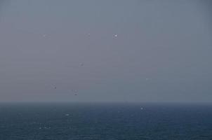 gaviotas en el mar foto