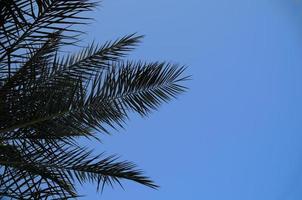 palma y cielo azul foto