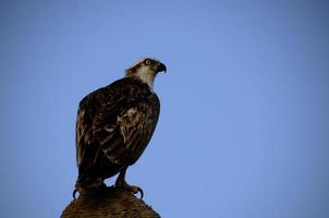 sea eagle with blue sky photo