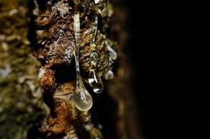 resin drops in the forest photo