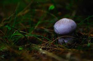 hongo morado en el bosque foto