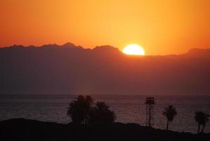 Sunrise in Egypt with Palm trees photo