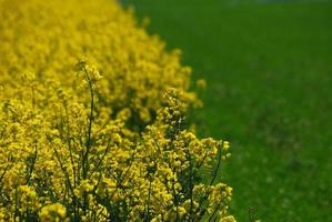 campo de colza amarillo y verde foto