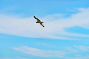 Landscape with a seagull on the background of the sky with clouds photo