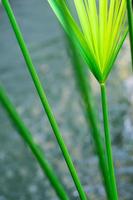 Cyperus Umbrella plant and the reflection of light on water surface photo
