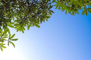 View up to the sky under the tree photo