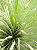 Planta de yuca suculenta de cerca, espina y detalle en hojas de yuca narrowleaf foto