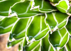 Primer plano de plantas suculentas, hojas frescas detalle de agave victoriae reginae foto