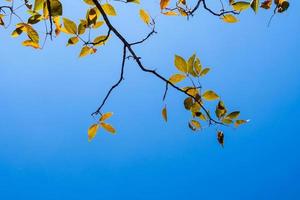 Bright leaves on blue sky and sunlight background photo