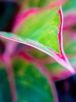 Beautiful color on leaf of Aglaonema 'Siam Aurora'  tropical houseplant photo