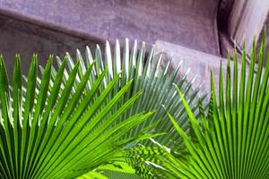 Palm leaf under the high-rise concrete bridge photo