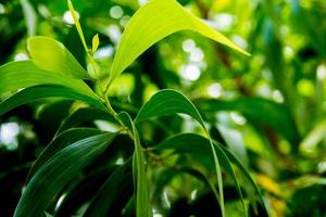 Frescura de fotograma completo hojas de plantas ornamentales como fondo de naturaleza foto