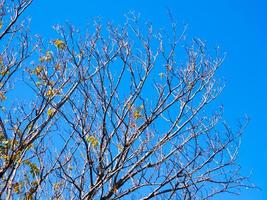 Dried pot of Padauk on deciduous tree in the autumn season with blue sky background photo