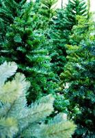 Artificial foliage of artificial Christmas tree photo
